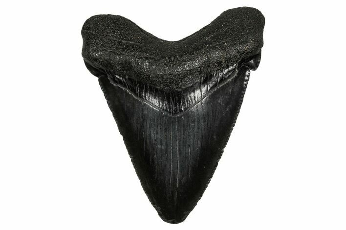 Serrated, Juvenile Megalodon Tooth - South Carolina #340410